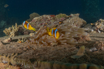 Fototapeta na wymiar Clown-fish in the Red Sea Colorful and beautiful, Eilat Israel 