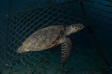 Hawksbill sea turtle in the Red Sea