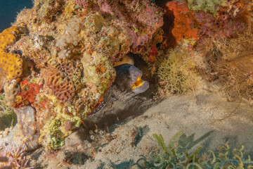 Obraz na płótnie Canvas Moray eel Mooray lycodontis undulatus in the Red Sea, Eilat Israel 