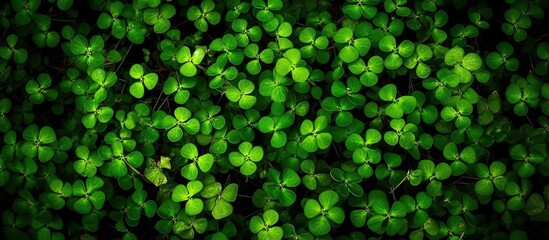 Horizontal background made of clover. Generative AI is an illutration. Green panoramic background.
