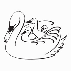 Birds swan with swans vector image. Mom with children. Hand drawing black and white vector illustration isolated on white background. Сalligraphic drawing. Tattoo design.