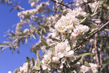 Close up of flowering pear tree with green leaves. Springtime bloom garden.