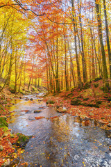 water flow among stones in the forest. beautiful nature scenery in autumn. trees in fall colors on a sunny day
