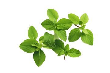 Fototapeta na wymiar Fresh Spinach Leaves on Transparent Background. Generative AI