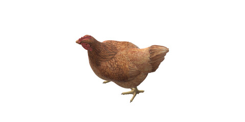 Chicken isolated on a Transparent Background
