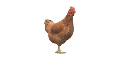 Chicken isolated on a Transparent Background