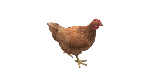 Chicken isolated on a Transparent Background