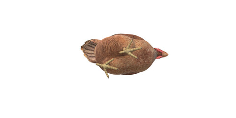 Chicken isolated on a Transparent Background