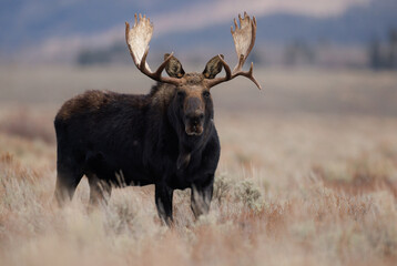 Bull Moose in Grand Teton National Park, Wyoming