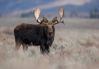 Bull Moose in Grand Teton National Park