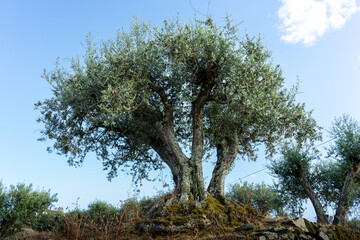 Olive tree in the Douro Valley region
