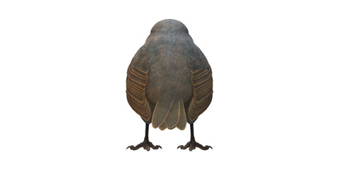 Robin Bird isolated on a Transparent Background