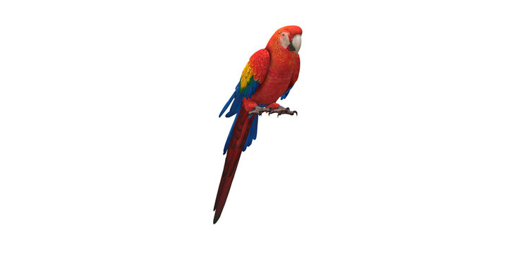 Parrot isolated on a Transparent Background