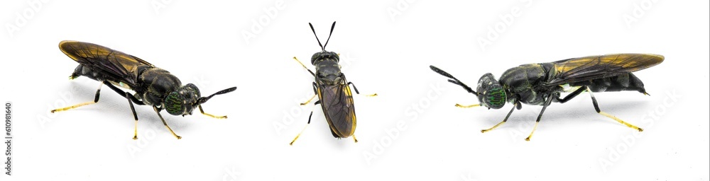 Wall mural black soldier fly - Hermetia illucens - common widespread fly of the family Stratiomyidae known for recycling organic waste and generating animal feed. Isolated on white background.  Three views