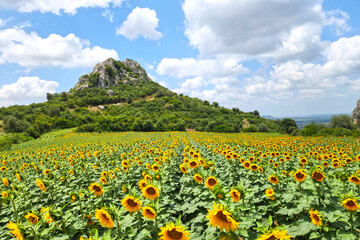 Fototapeta premium A sunflower field in summer
