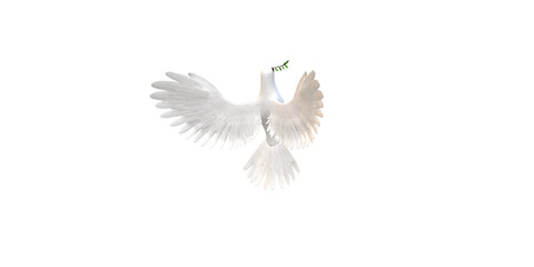 Peace Dove isolated on a Transparent Background