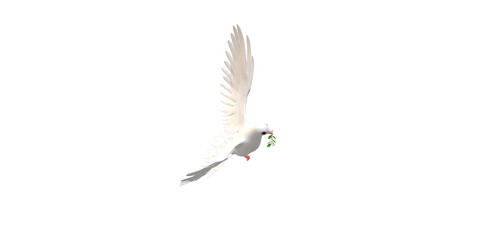Peace Dove isolated on a Transparent Background