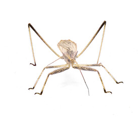 Stenopoda spinulosa is a flying assassin bug in the family Reduviidae. Isolated on white background side top view