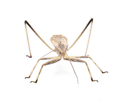 Stenopoda spinulosa is a flying assassin bug in the family Reduviidae. Isolated on white background side top view