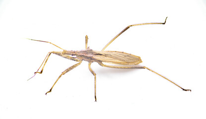 Stenopoda spinulosa is a flying assassin bug in the family Reduviidae. Isolated on white background side top view