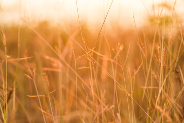 close up grass flower on sunset background