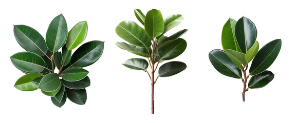 PNG tree leaf and small plant, PNG transparent, AI generate