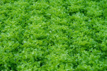 Fototapeta na wymiar Organic farm lettuce