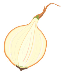 Onion illustration. half onion realistic illustration