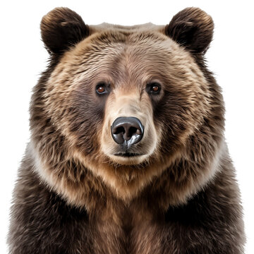 Grizzly bear head isolated - Generative AI
