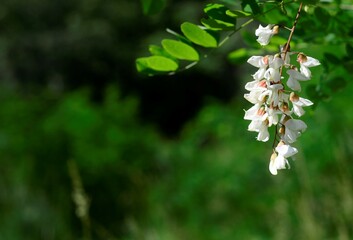 Fleurs blanches