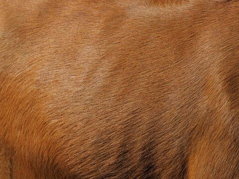 Texture background of buffalo wool