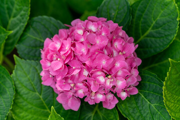 Hydrangea flower with green leaves during spring season in Texas