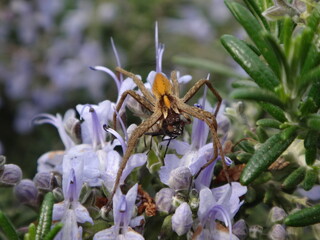 Female European nursery web spider (Pisaura mirabilis) praying on a fly on purple rosemary flowers