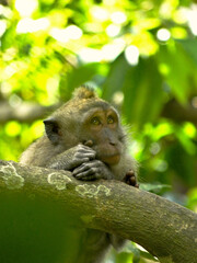 Pondering Macaque Ape