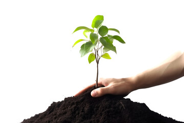 Fototapeta na wymiar Humans hand plant a tree in the ground on a white background. Generated AI