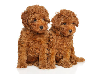 Portrait of two toy poodle puppies