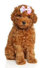 Charming poodle puppy with a pink bow on his head