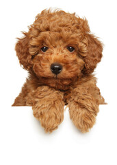 Cute poodle puppy above banner - 610988058
