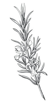 Rosemary with flowers on a white background in retro style. A popular seasoning in Italian and Provencal cuisine. Branche in engraving style. Spices botanical vector illustration.