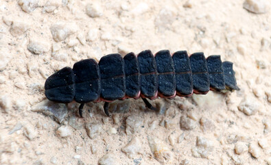 Firefly beetle larva, unusual insect, Lampyridae, close up, macro, entomology 