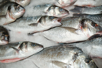 Sea bass and dorado fish in ice crumbs on a supermarket window. Close-up.