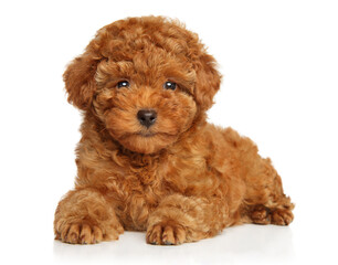 Poodle puppy graceful lying - 610988851
