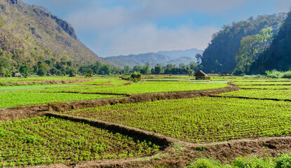 Fototapeta premium Wide view of paddy fie fields with mountains and clouds on background. Travel concepr.