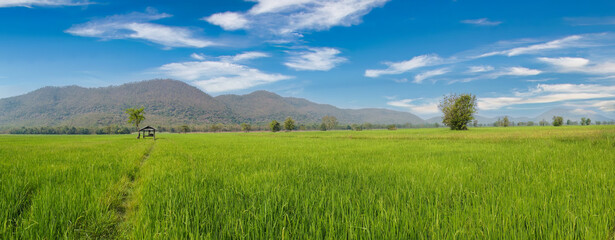 Wide view of paddy fie fields with mountains  and clouds on background. Travel concepr.