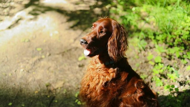Portrait of Happy brown cute Irish Setter puppy dog with foliage bokeh background. Head shot of smile dog with colorful spring leaf at sunset with space for text. High quality photo