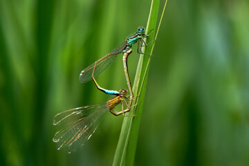 Große Pechlibelle (Ischnura elegans) bei der Paarung - Paarungsrad mit blauem Männchen oben - Baden-Württemberg, Deutschland
