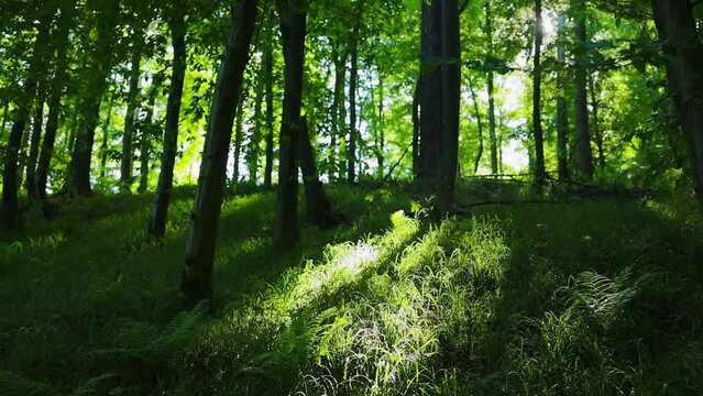 Beautiful green vibrant natural video bokeh abstract background. Defocused leaves of old trees and soft sunset sunlight transparenting through branches. High quality FullHD footage