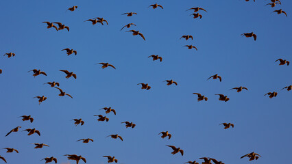 a large flock of burchell's sandgrouse in flight