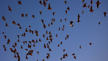 a large flock of burchell's sandgrouse in flight