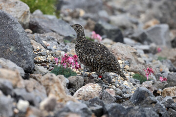 Rock ptarmigan (Lagopus muta japonica) in Japan